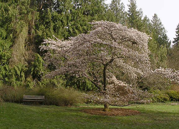 Armchair Photo Tours Spring At Kubota Garden In Seattle Tabby