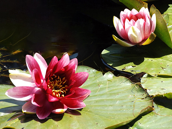 Water-lilies-Mingus-Park-Coos-Bay2