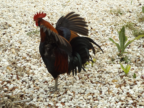 rooster-EH-Gato-Cigar-Factory-Key-West