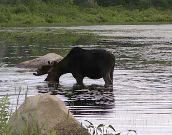 moose-watching-Millinocket-Maine6