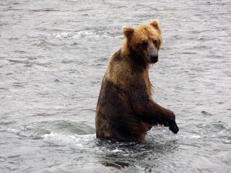 Katmai-National-Park-and-Preserve-bear-cub