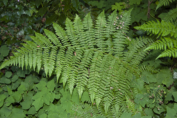 fern-lower-garden-The-Grotto-Portland